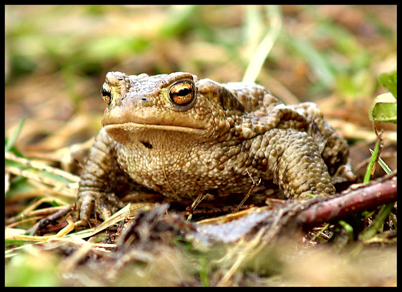 Серая жаба (Bufo bufo). 