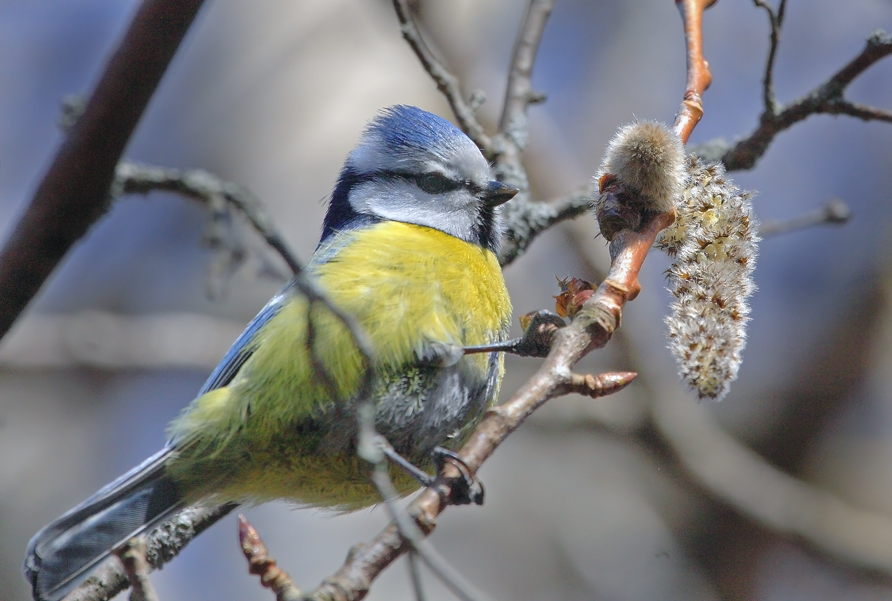 Лазоревка - Parus caeruleus