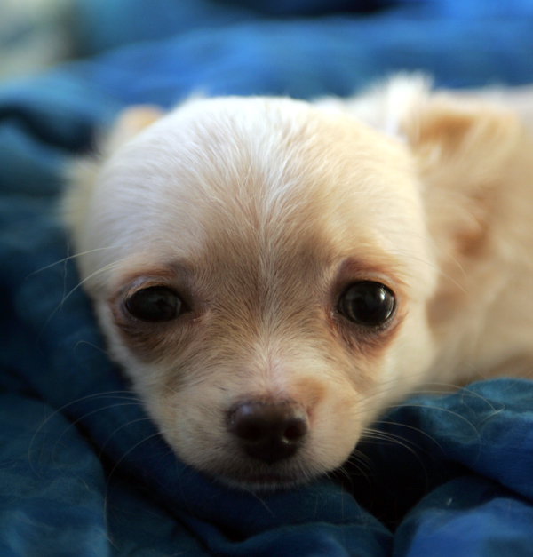 Мaлыш (chihuahua) 