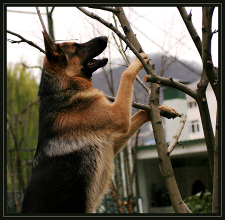 Да как же кошки это делают?!