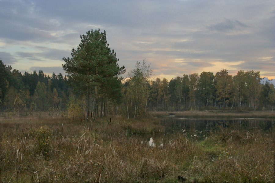 Сумерки