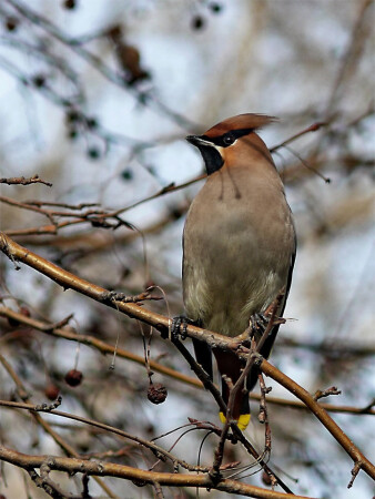 Свиристелка =)
