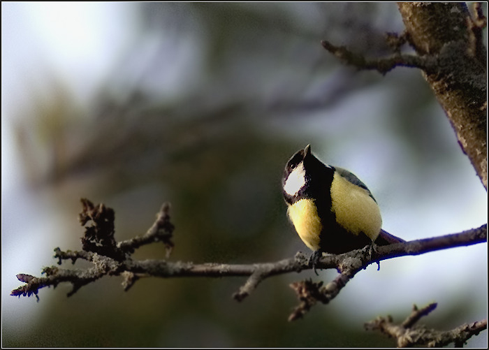 СИНИЦА БОЛЬШАЯ (Parus major)