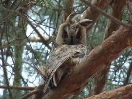 Ушастая совушка