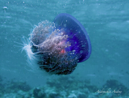 stomolopus nomurai