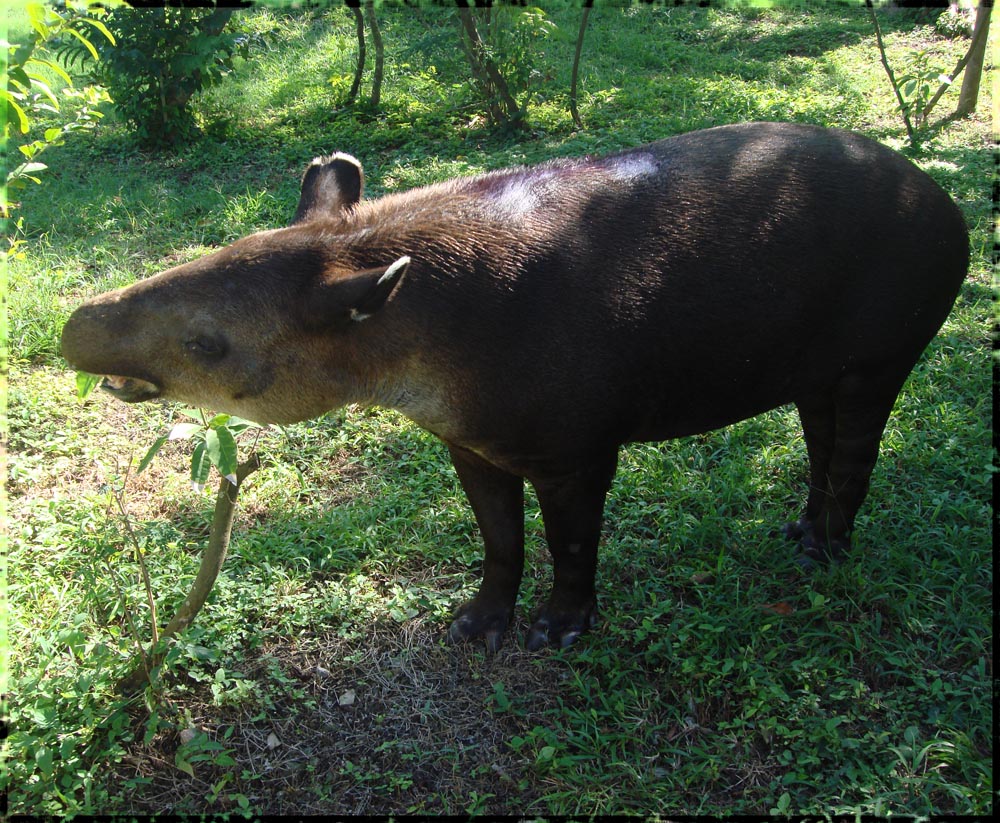 El tapir comiendo