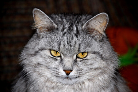 грозный кошак