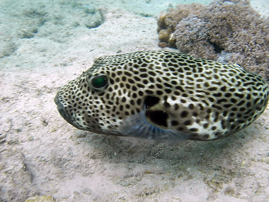 AROTHRON STELLATUS