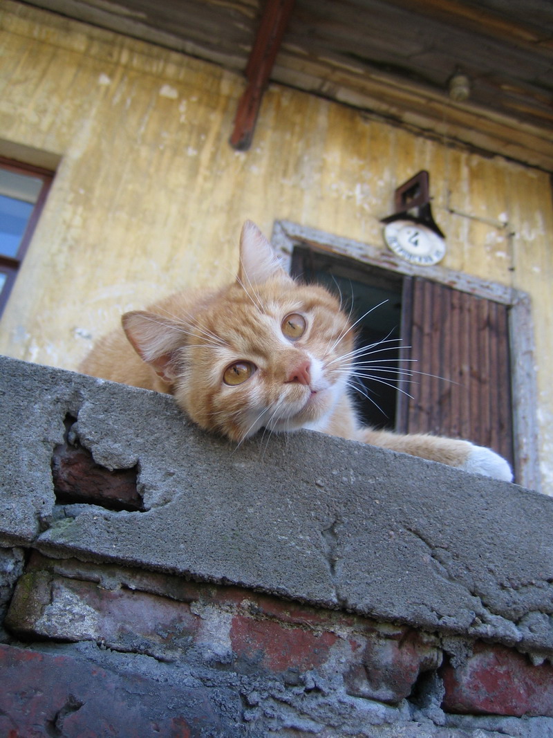 Коша