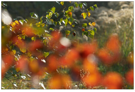 палитра осени