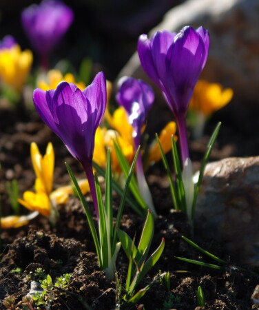 Крокусы для всех