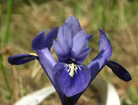 Птица-ирис.