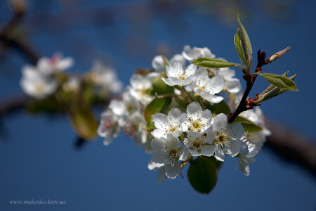 Apple flowers