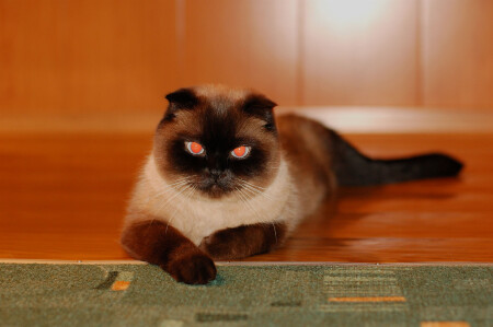 Котик на лежбище.