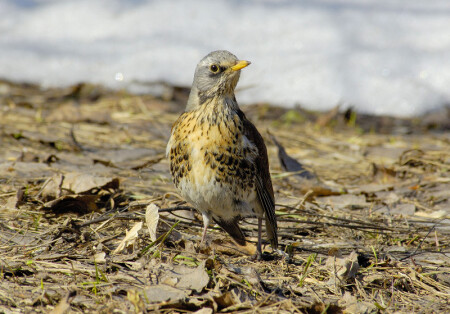 Бдительность и еще раз бдительность!