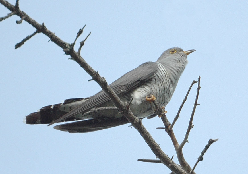 Кукушка (Cuculus canorus)