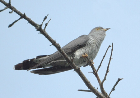 Кукушка (Cuculus canorus)