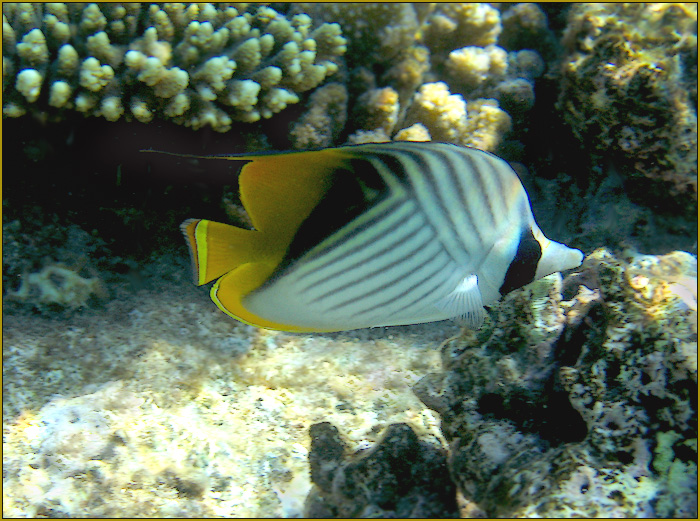 CHAETODON DECUSSATUS, Indian vagabond (Хэтодон декуссатус, Индийский скиталец)