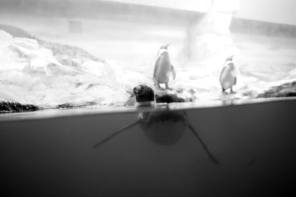Король воды