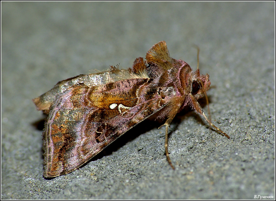 Металловидка красивая Autographa pulchrina