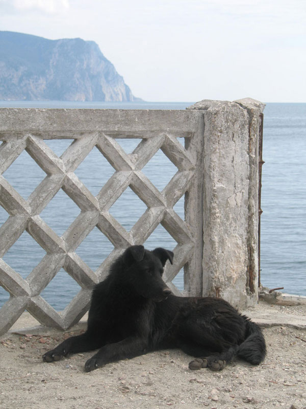 Balaklavas dog