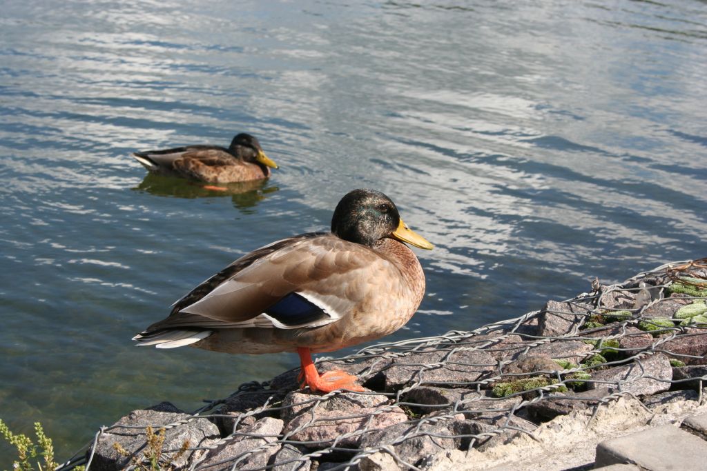 Duck tales