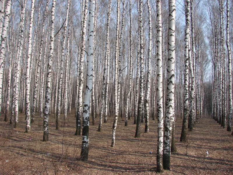 Роща березовая