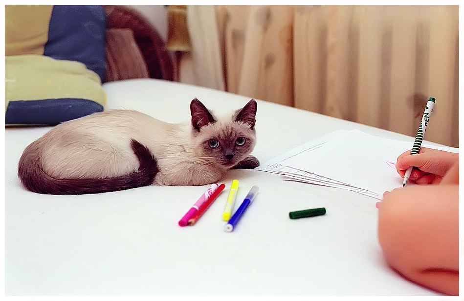 Котёнок