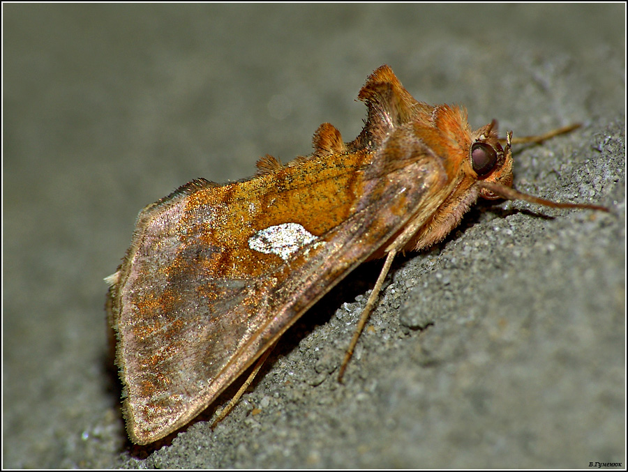 Металловидка позолоченная Autographa bractea 