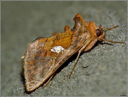 Металловидка позолоченная Autographa bractea