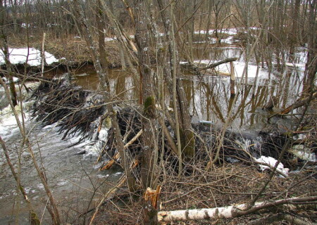 Плотина, построенная бобрами