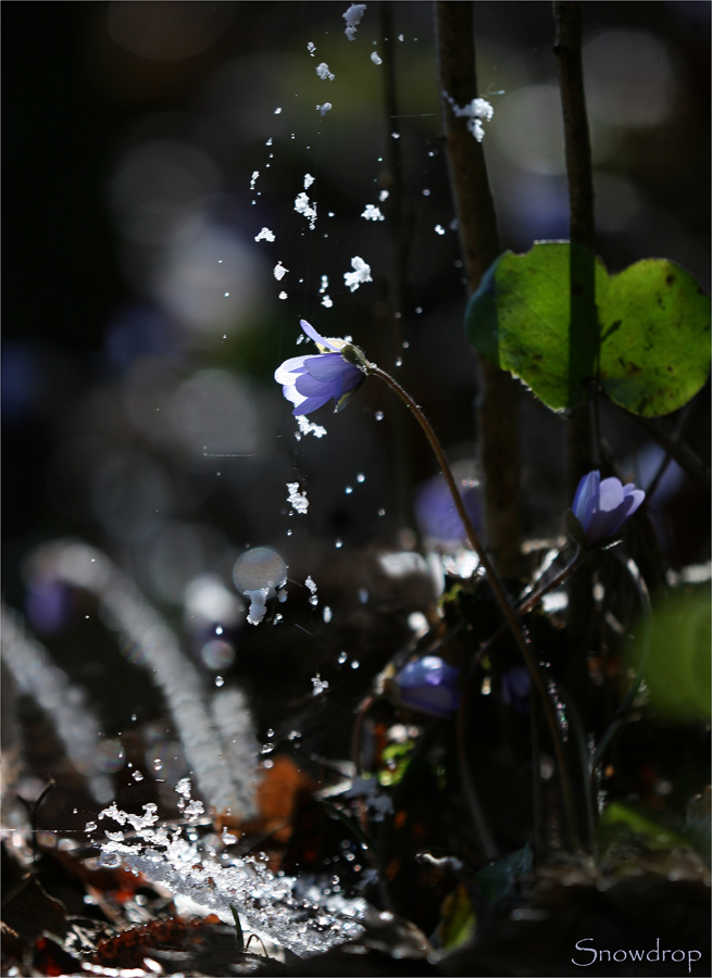 Snowdrop