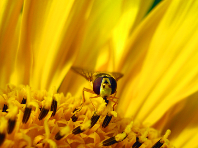 bee