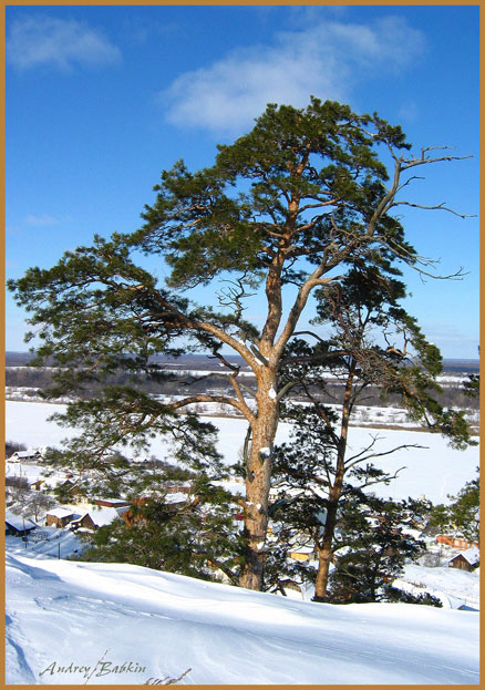 The tree