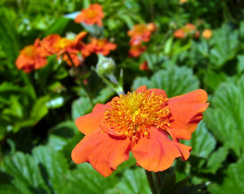 Flora