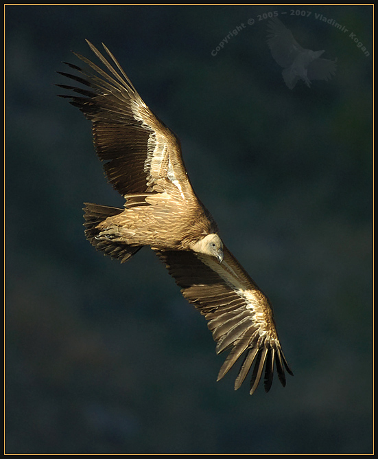 Gold flight 