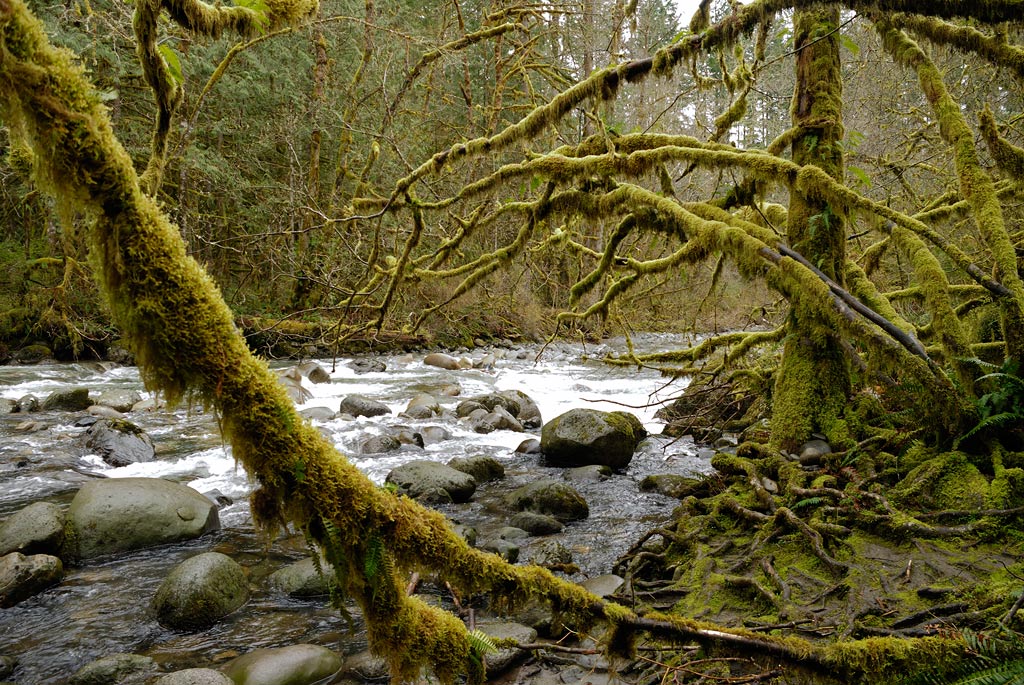 rain forest impressions (1)