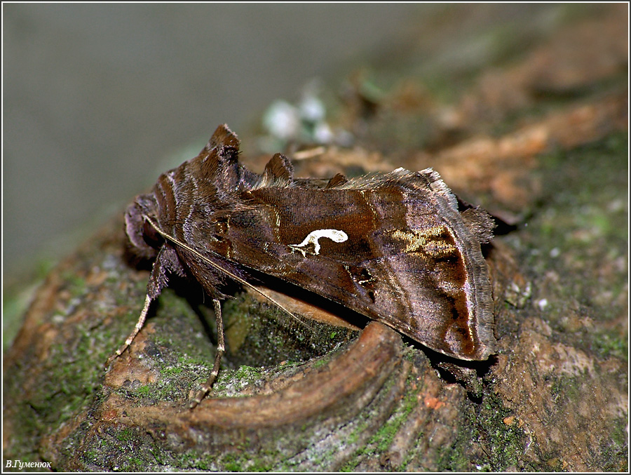 Металловидка гамма Autographa gamma