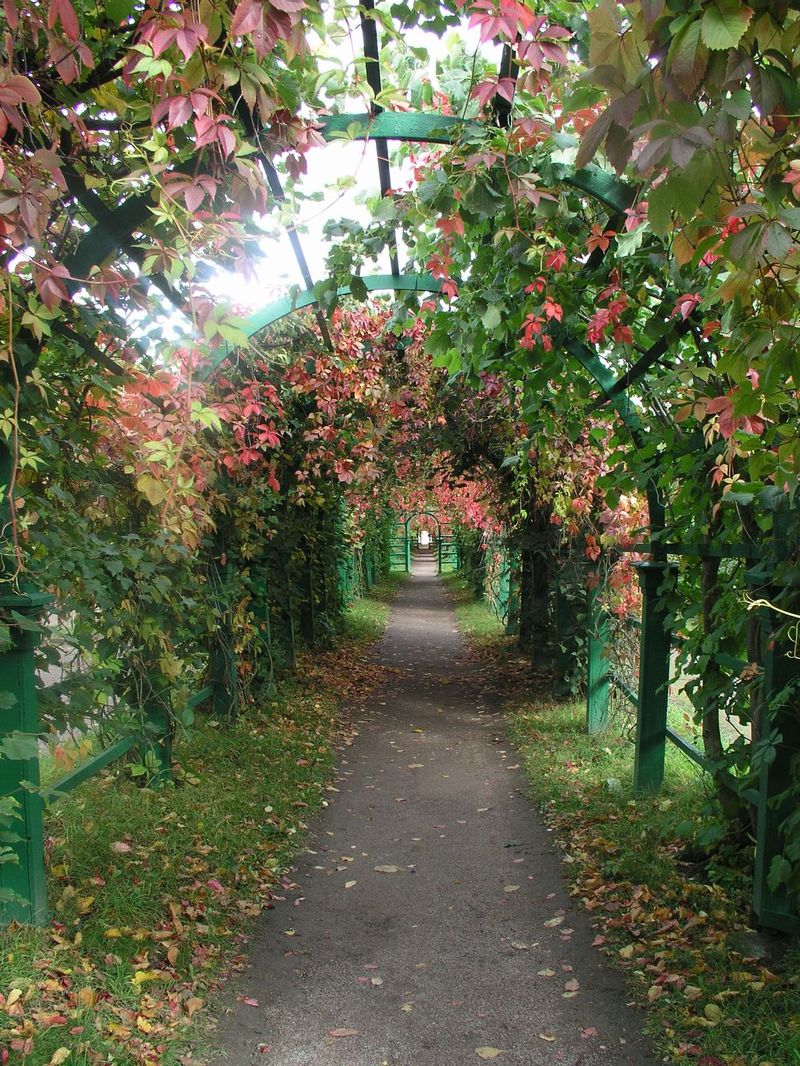 Осенняя аллея Петродворца