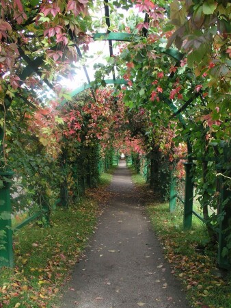 Осенняя аллея Петродворца