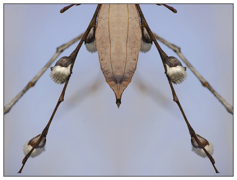 &quot;Spider&quot;