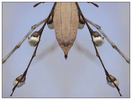 "Spider"