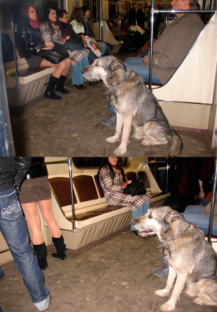 Ничто человеческое собакам не чуждо;)