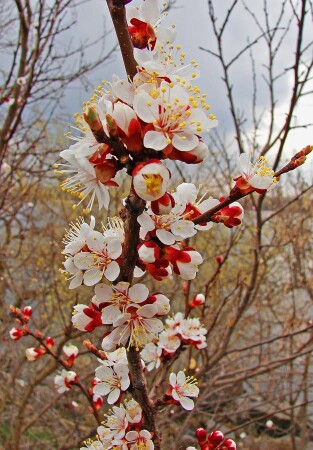 абрикос