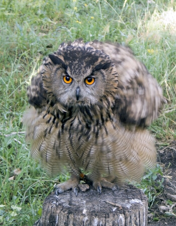 Неподвижный взгляд