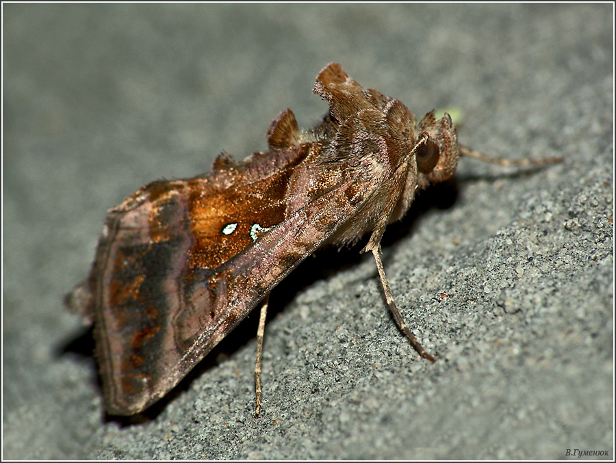 Металловидка Autographa jota