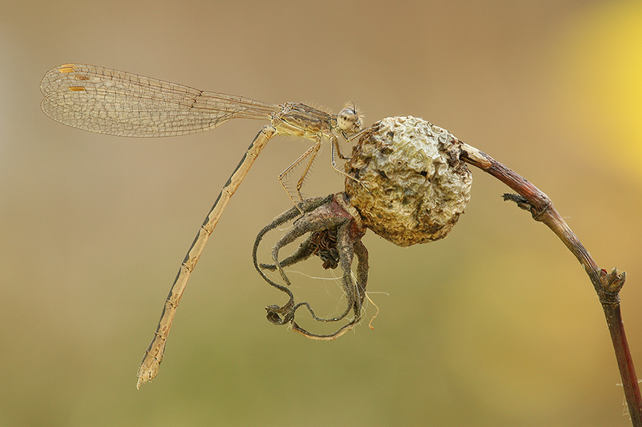 Весна (Sympecma paedisca)