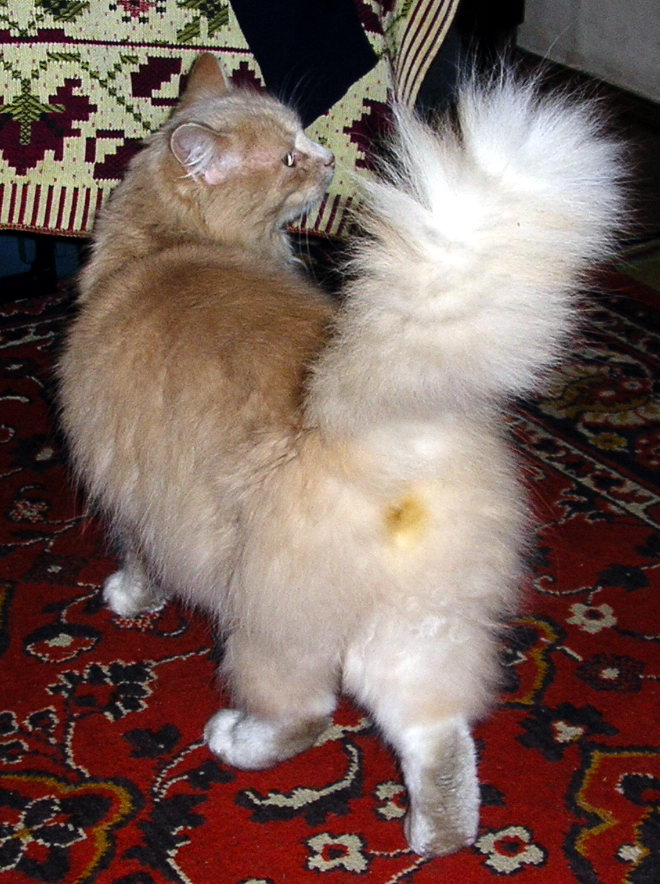 гла МУР