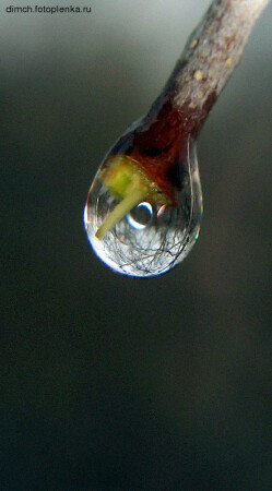 Капля весны