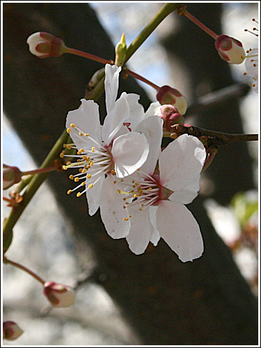 Природа зацвела